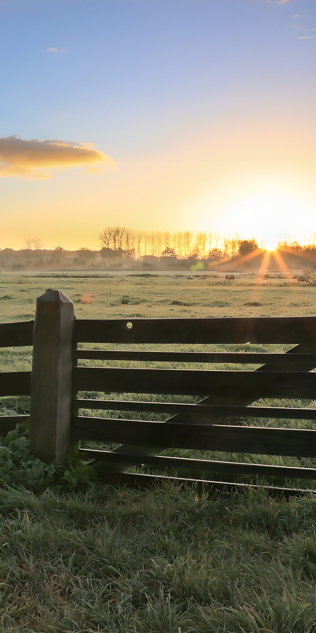 A meadow waking beyond the gate
