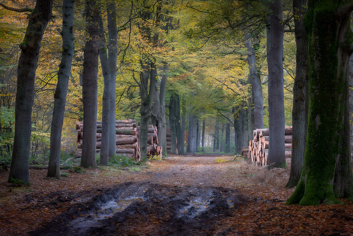 Muddy forest track in autumn gold