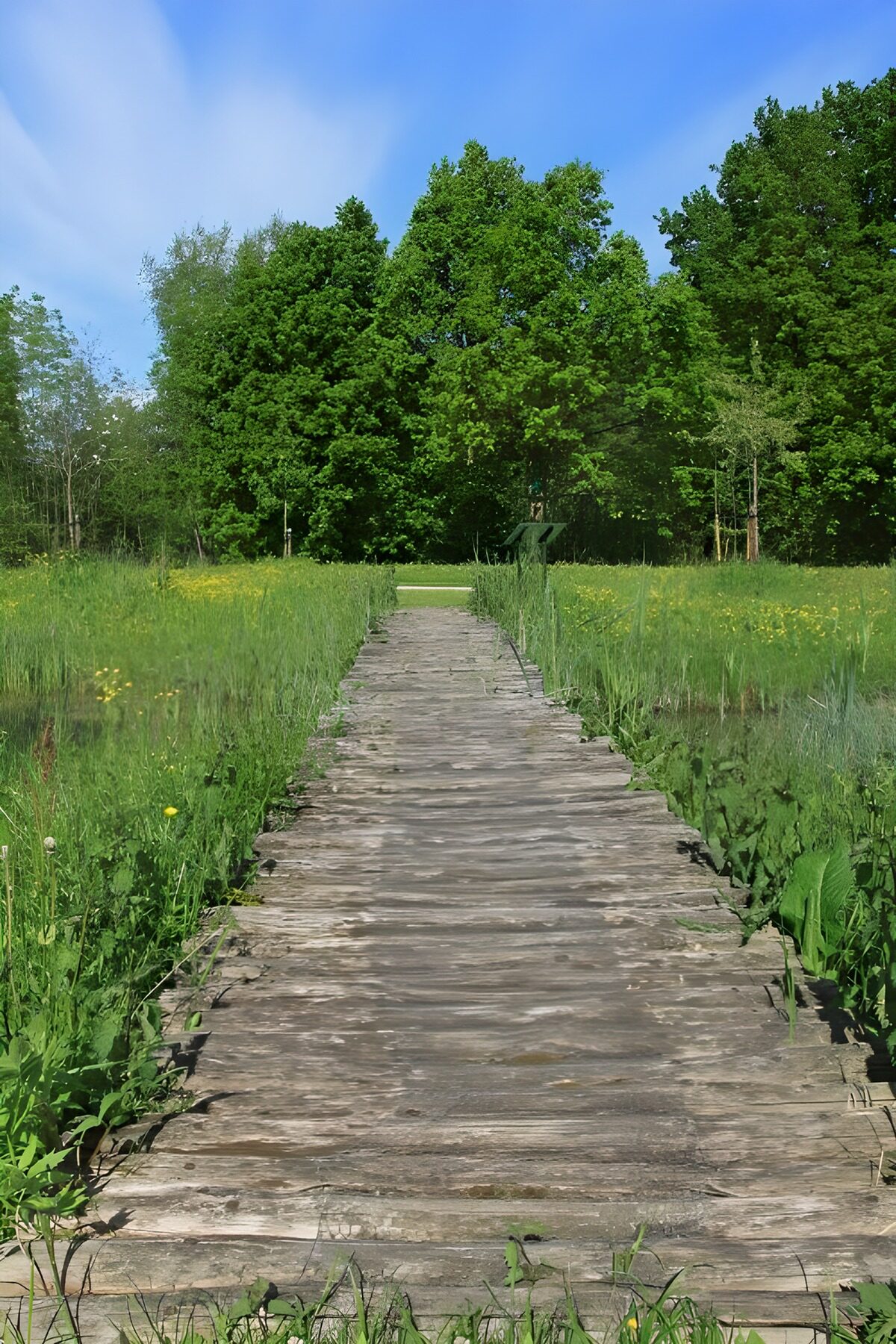Sunlit boardwalk through a green meadow