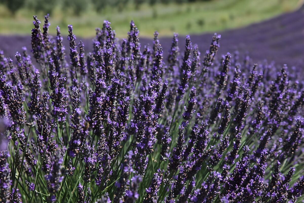 Sunlit lavender in full bloom