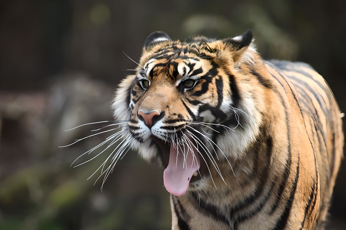 Tiger close-up with tongue on show