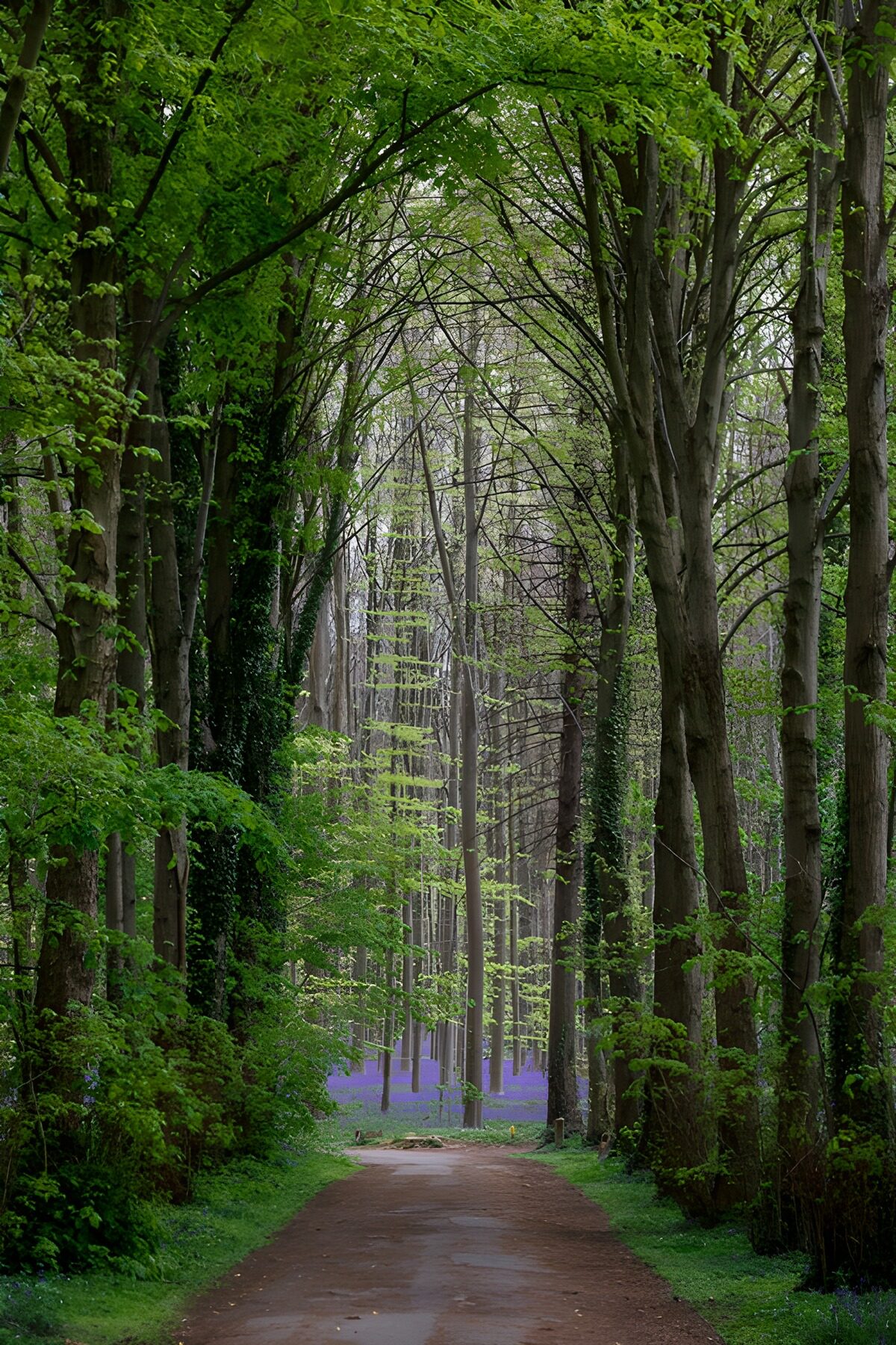 Spring woodland path to the bluebells