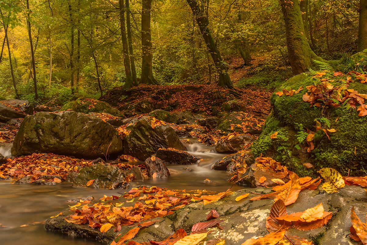 Quiet stream through autumn woods