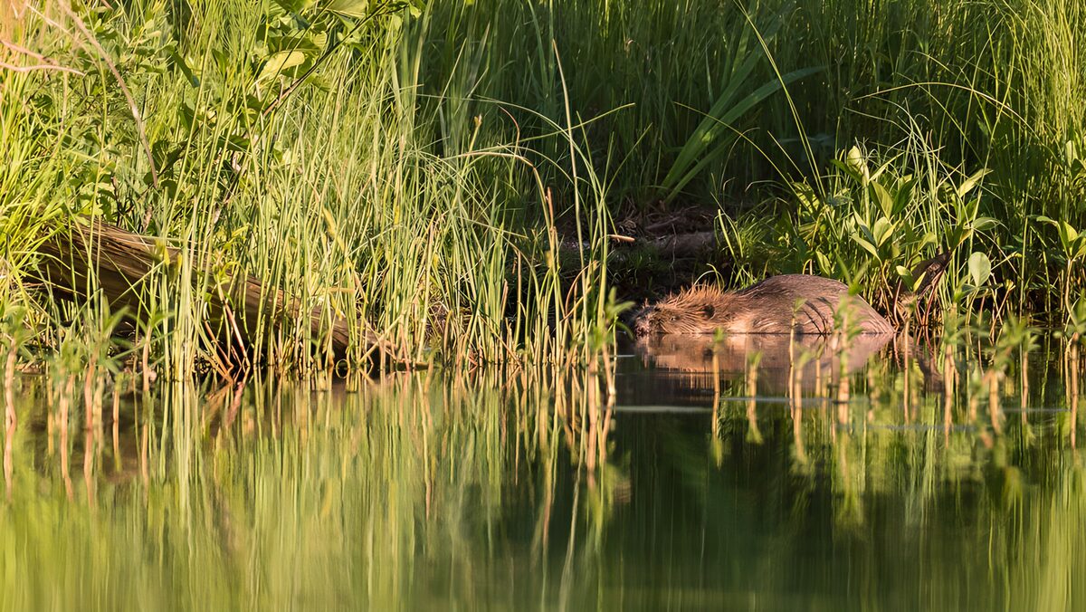 Beaver beside a sunlit bank