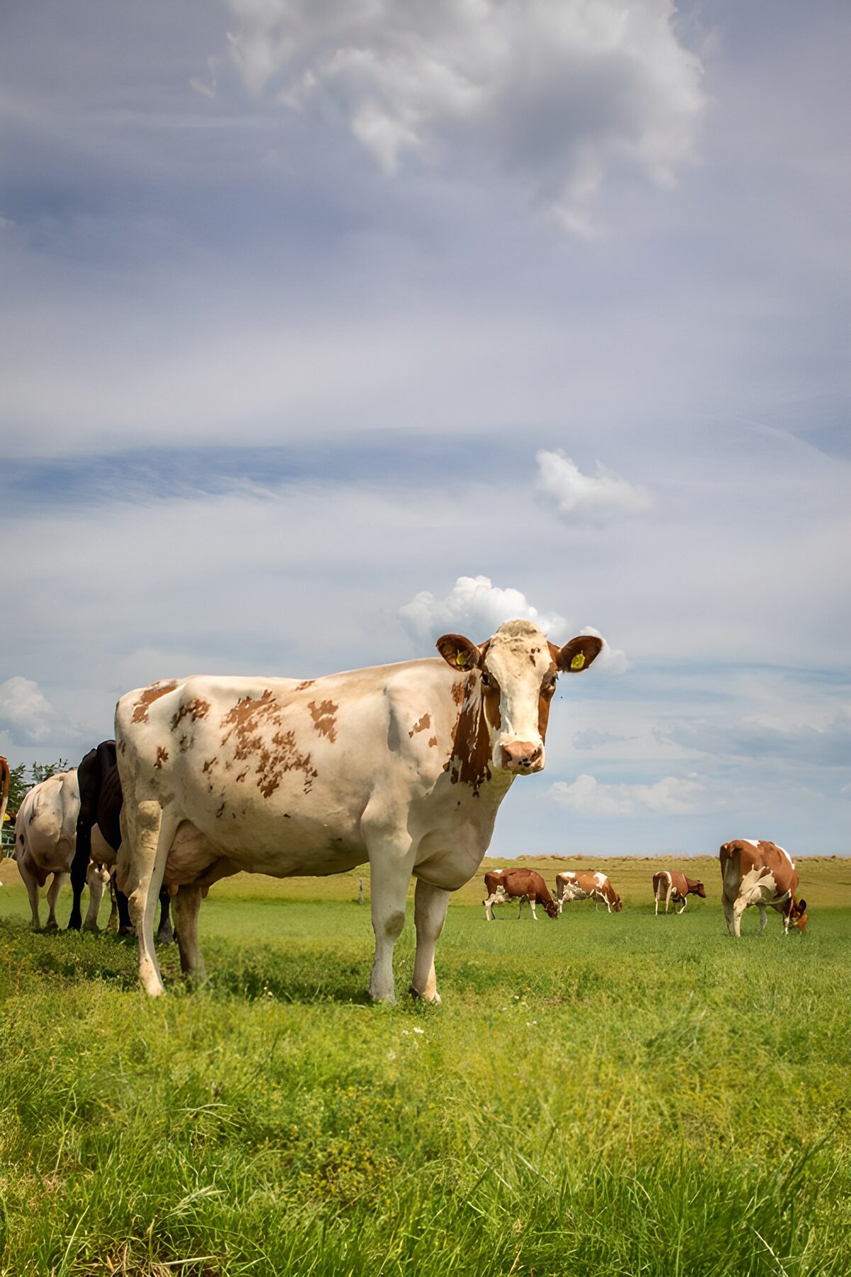 Brown-and-white cow in a green pasture