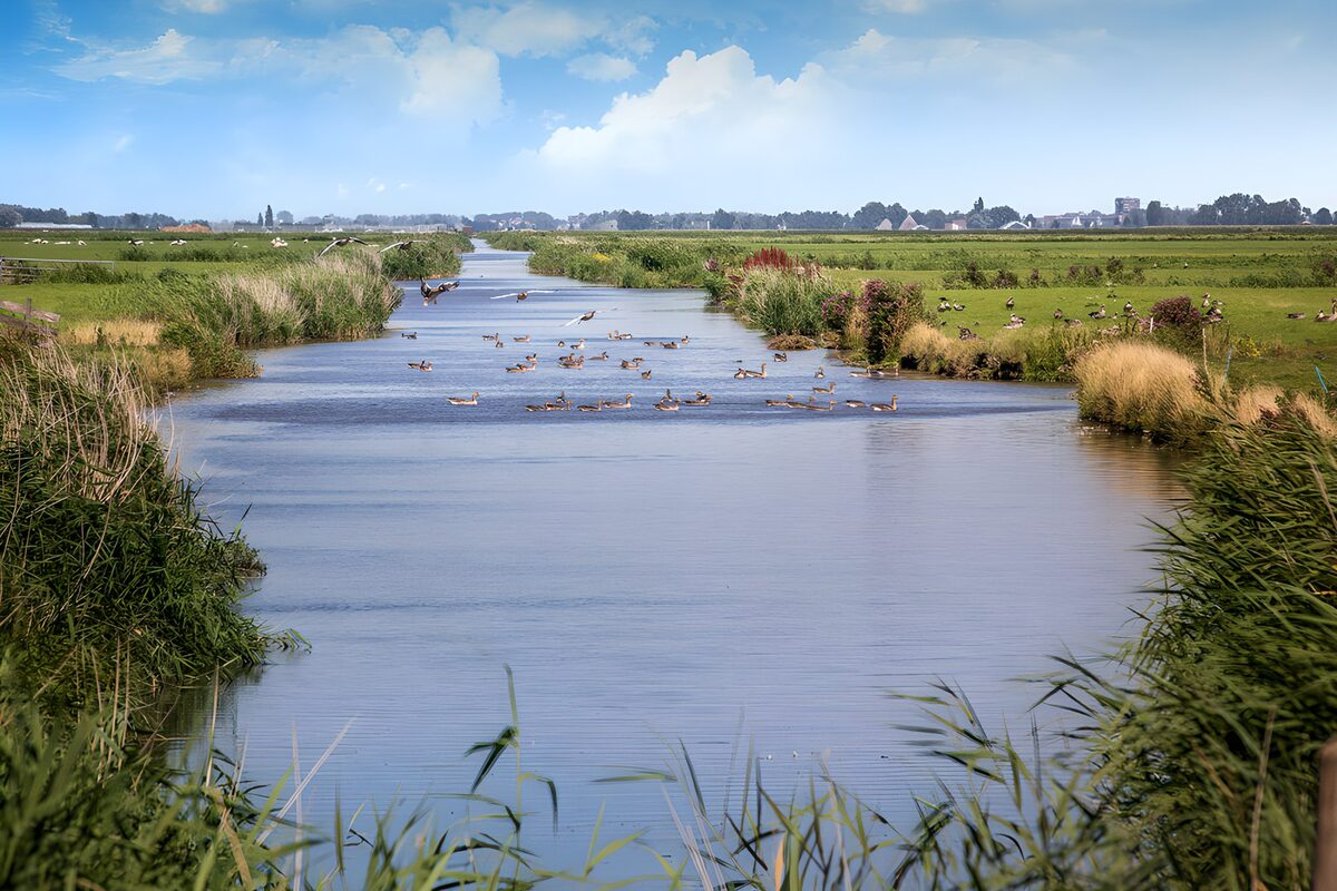 Geese on a sunlit, reed-lined waterway