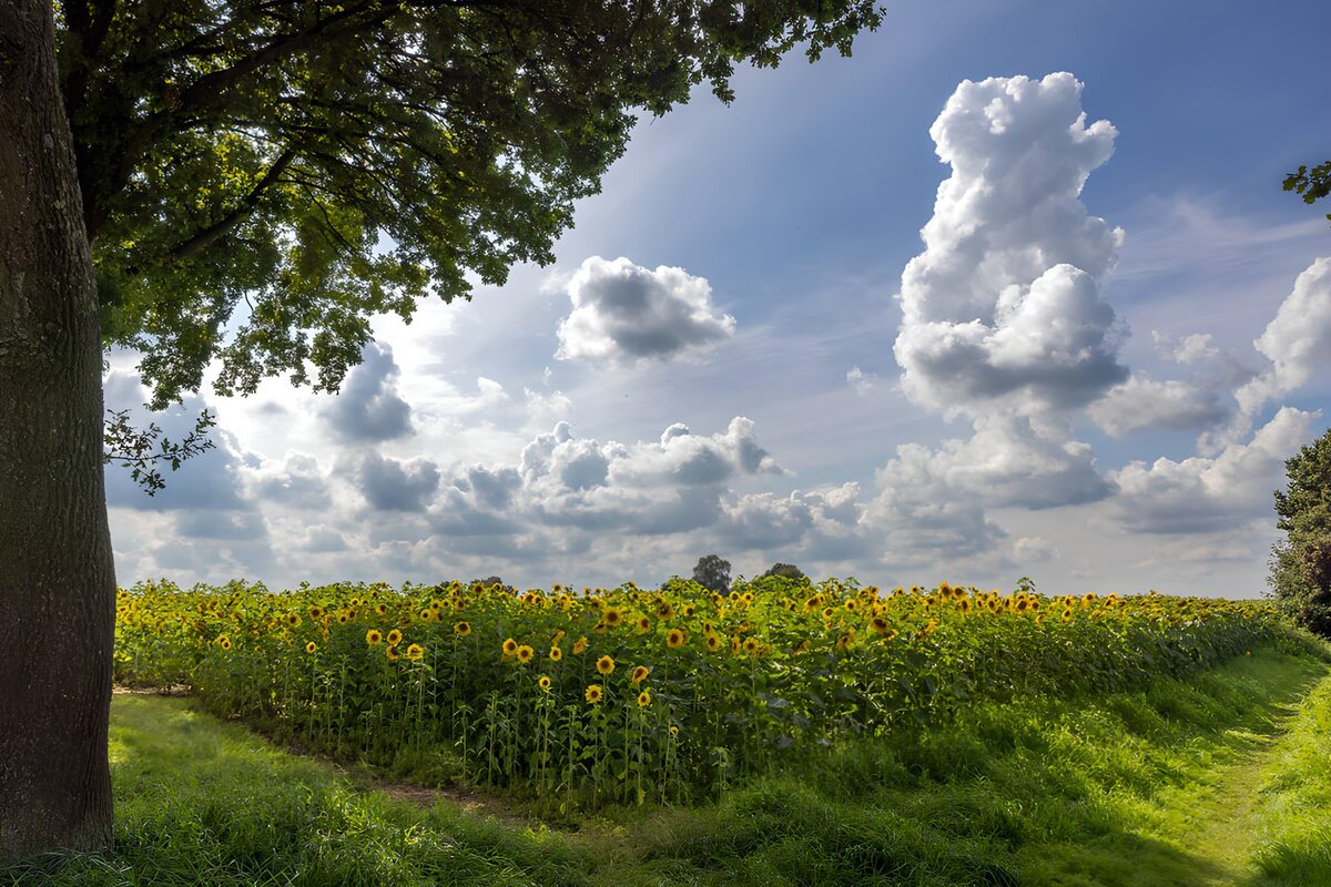 Sunflowers beneath a sea of clouds
