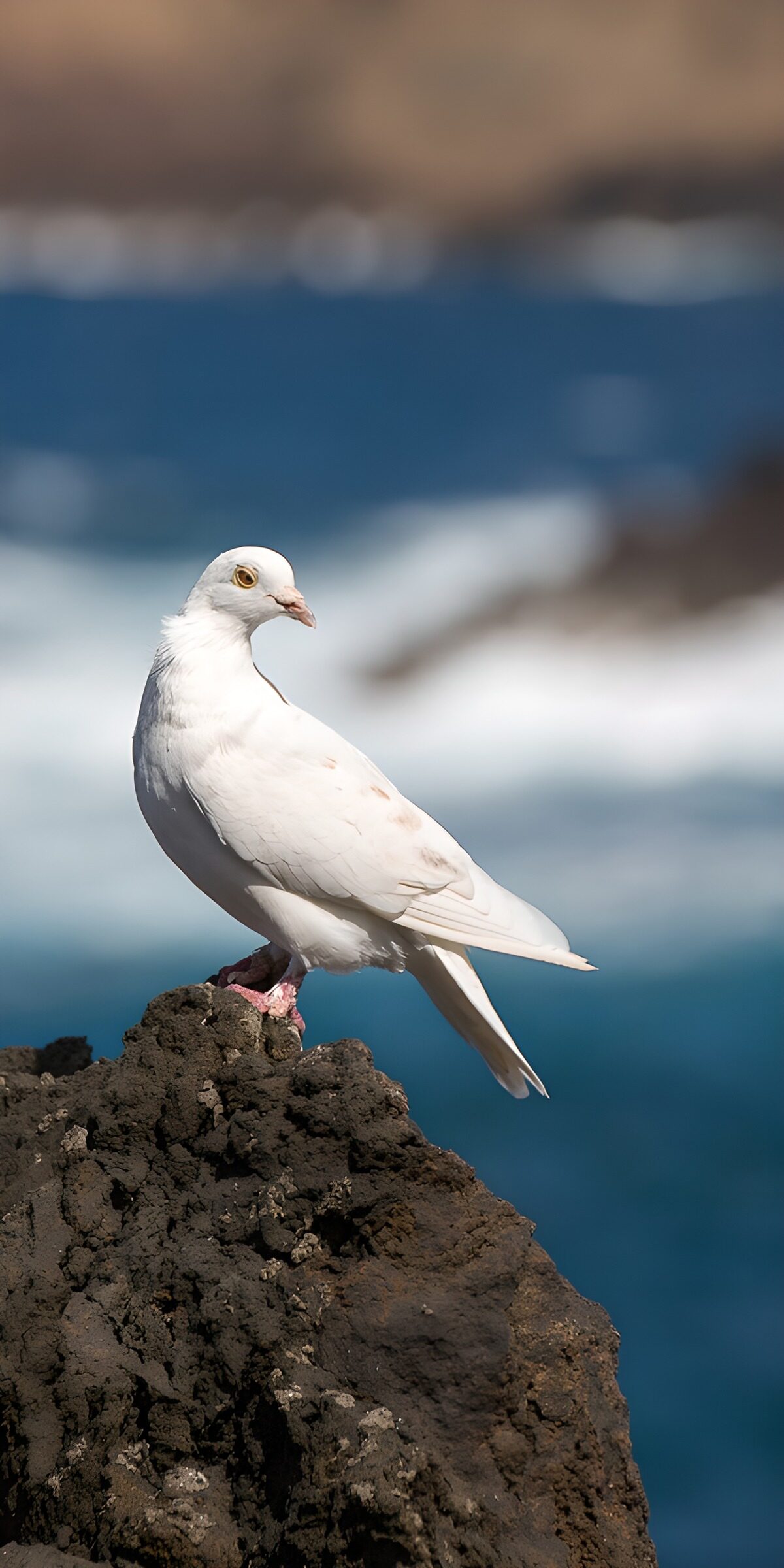 White pigeon on a sunlit seaside rock