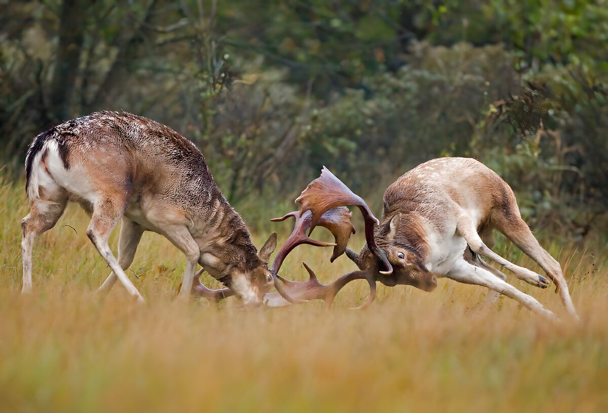 Fallow deer locked in fierce combat