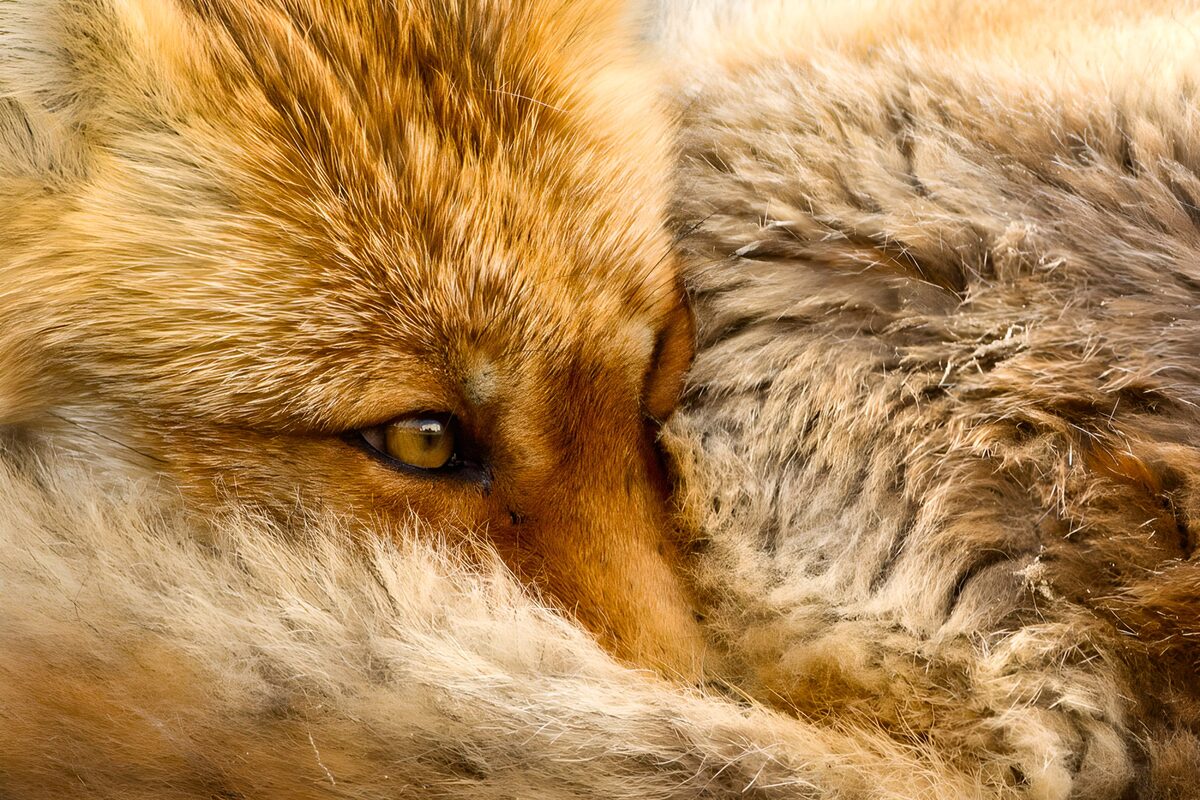 Resting red fox with one eye open