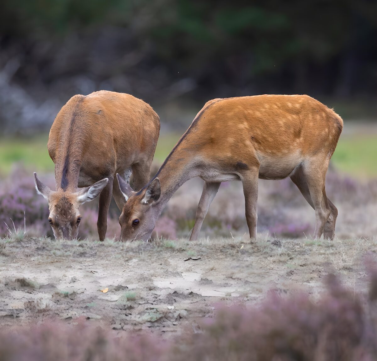 Two deer grazing in a quiet clearing