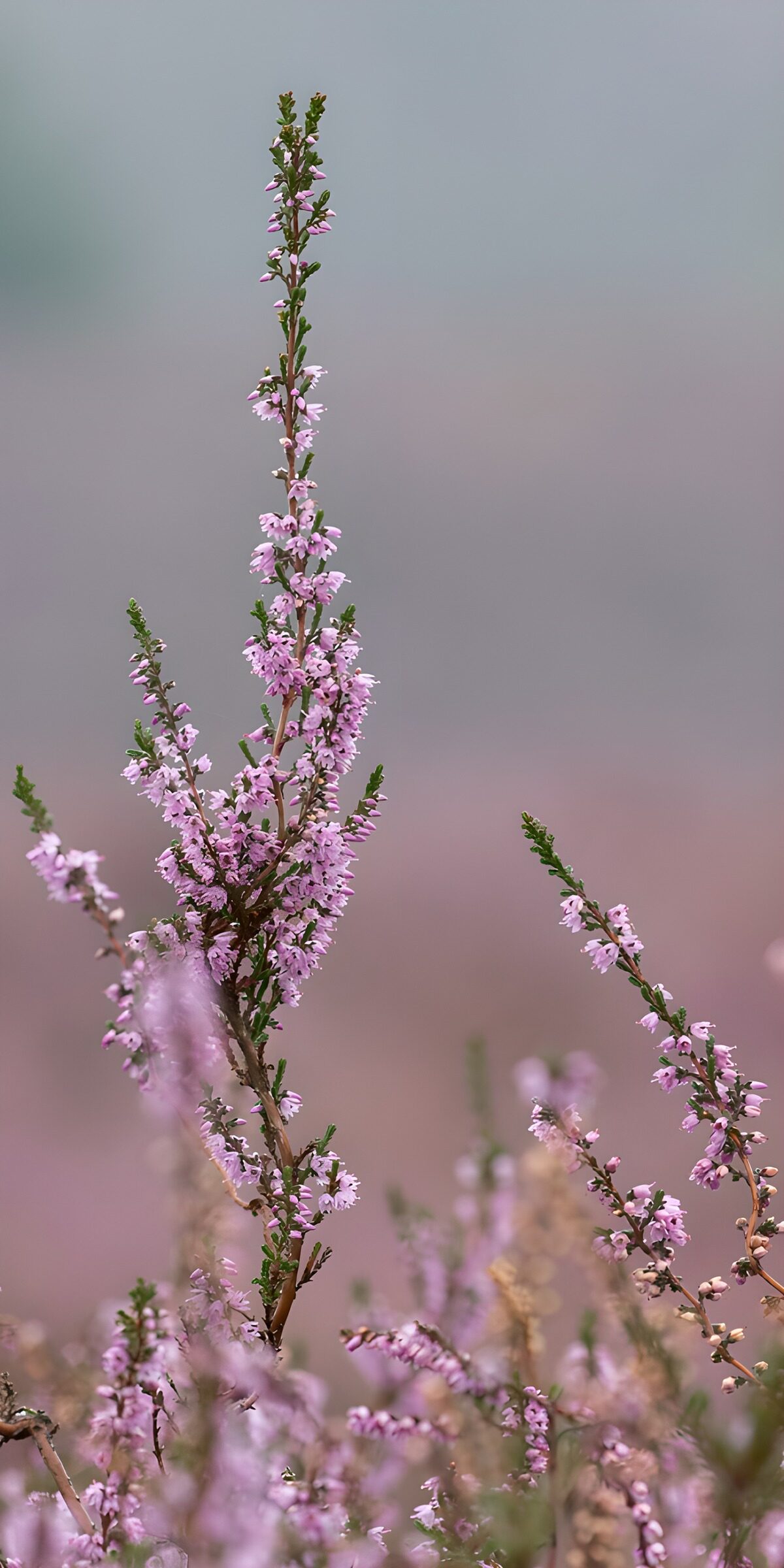 Pink heather against a soft mauve blur