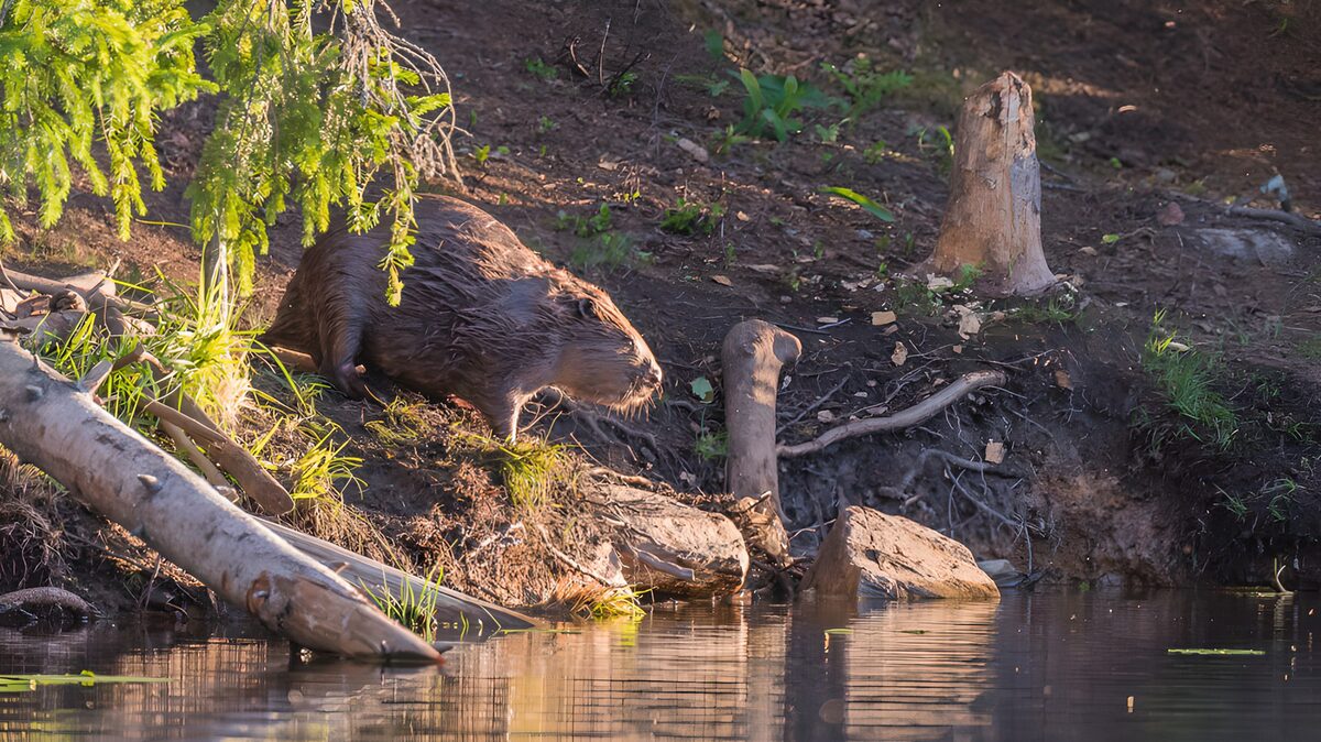 Beaver on a sunlit wooded bank