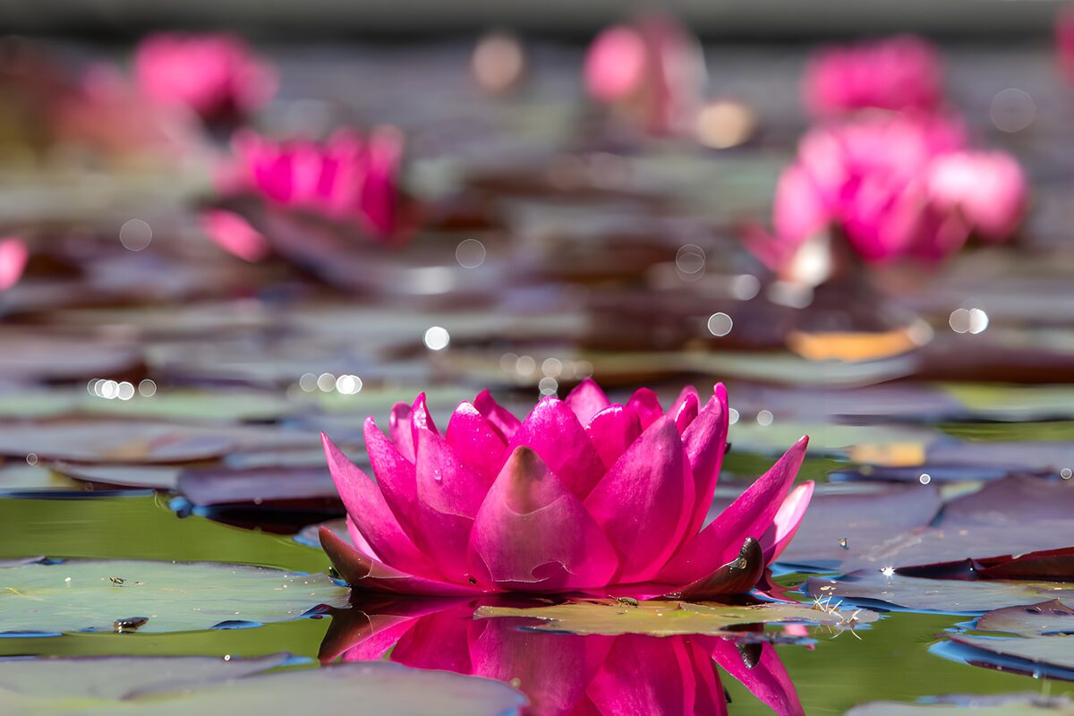 Pink water lily on a sunlit pond