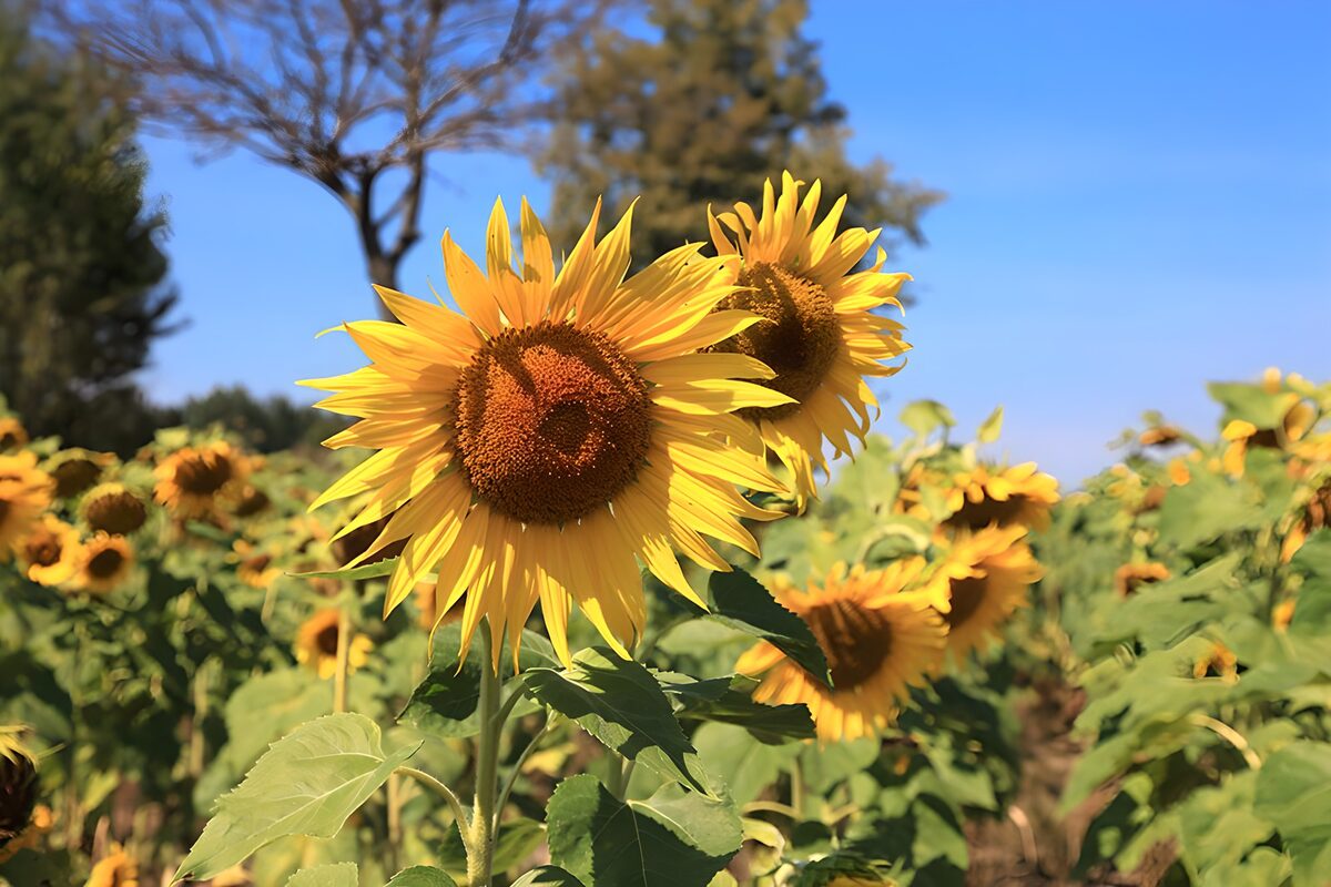 Sunflowers in bright summer sunshine