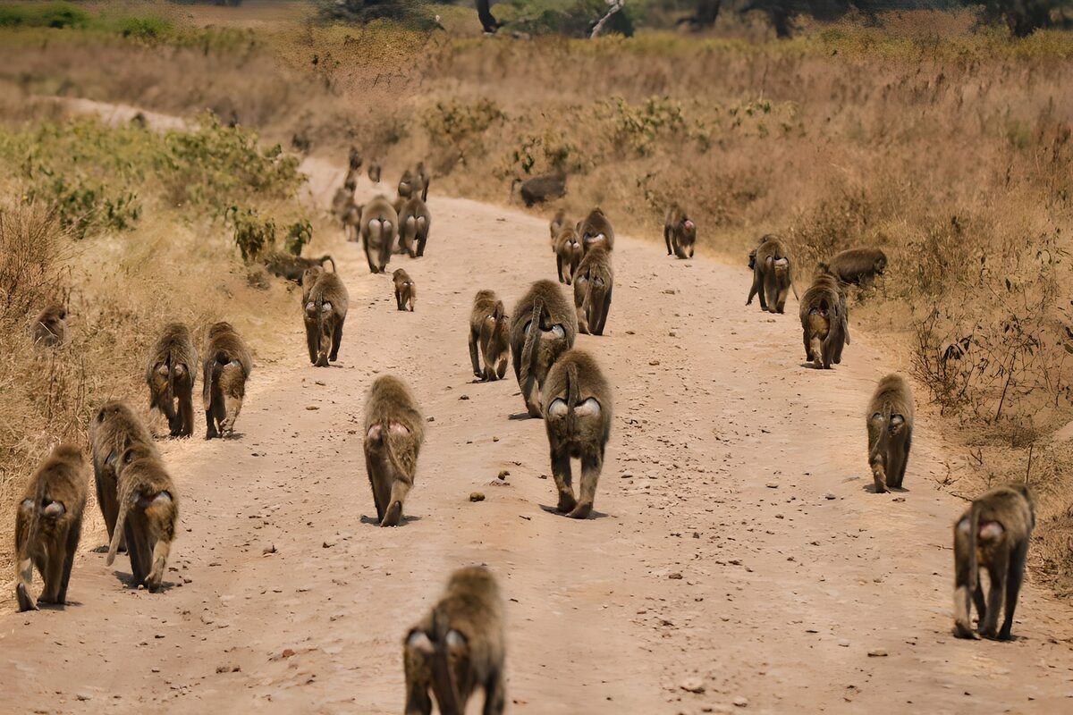 Baboons ambling along a sandy road