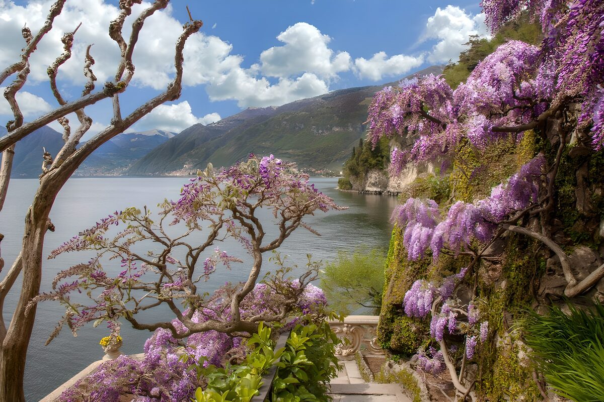 Wisteria above a quiet lakeside garden