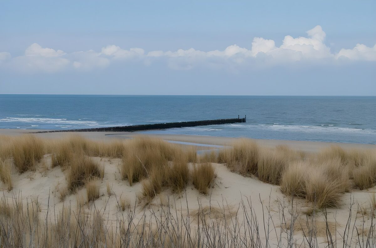 Dune grass beside a quiet beach