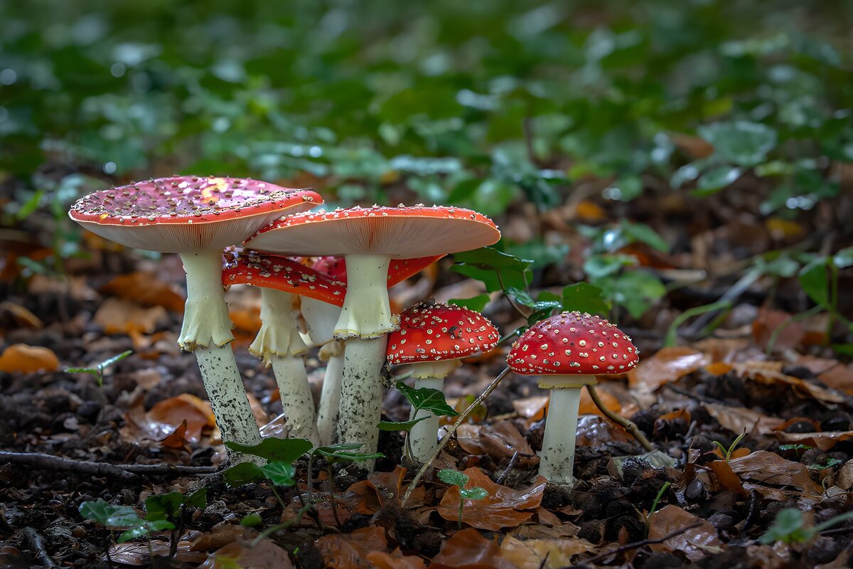 Red toadstools in the woodland hush