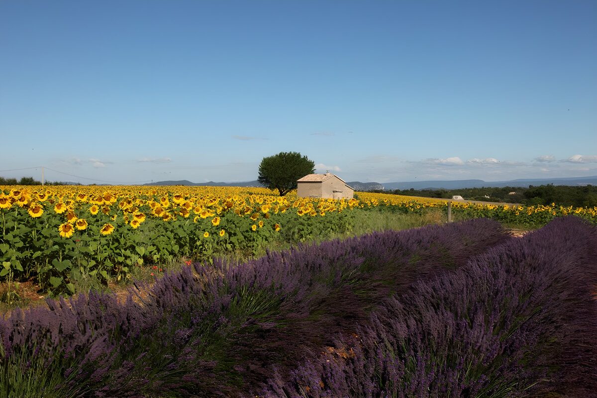 Where lavender meets sunflower gold