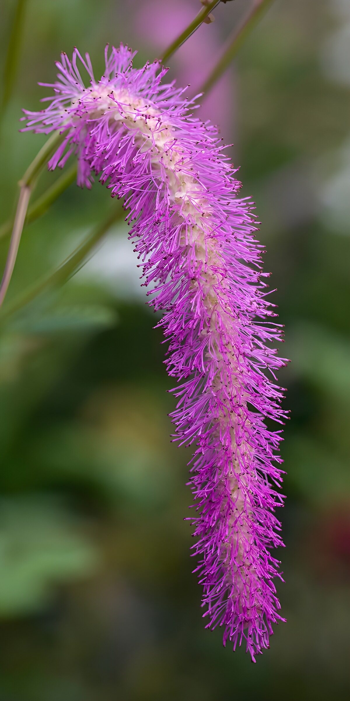 Arching pink flower on a slender stem