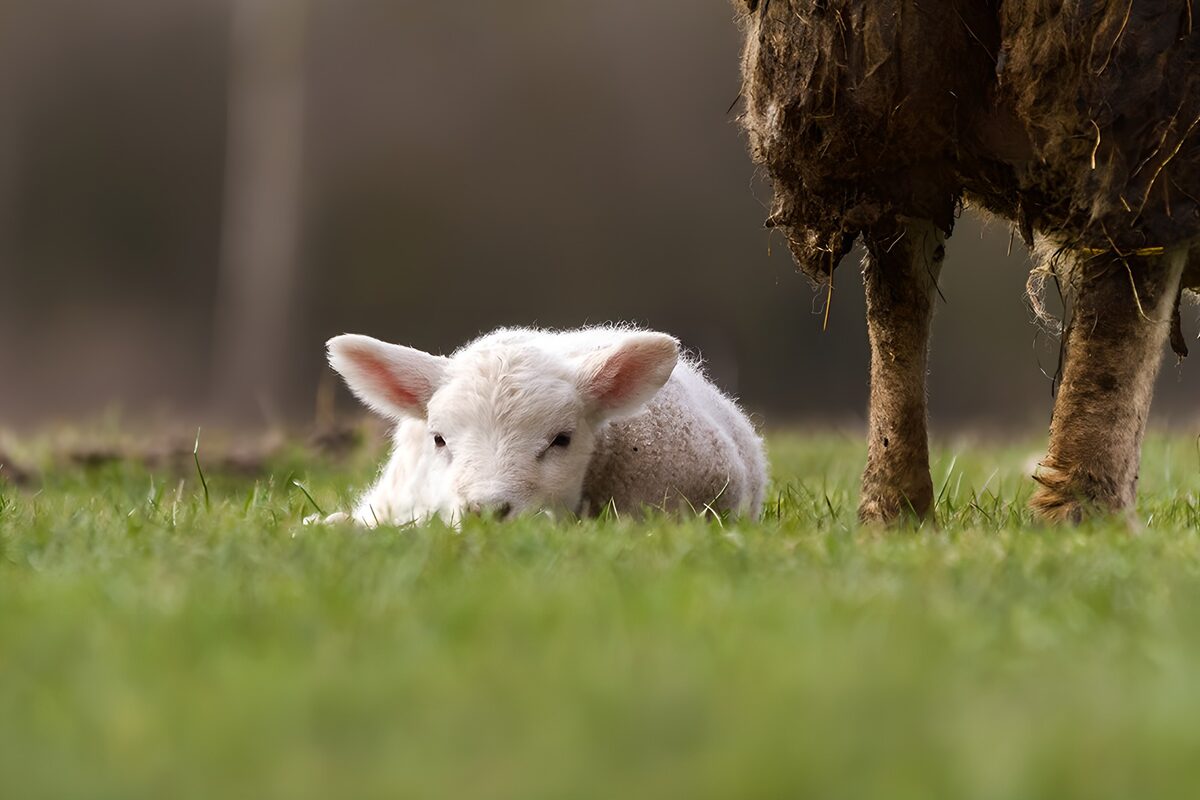 White lamb resting in the grass