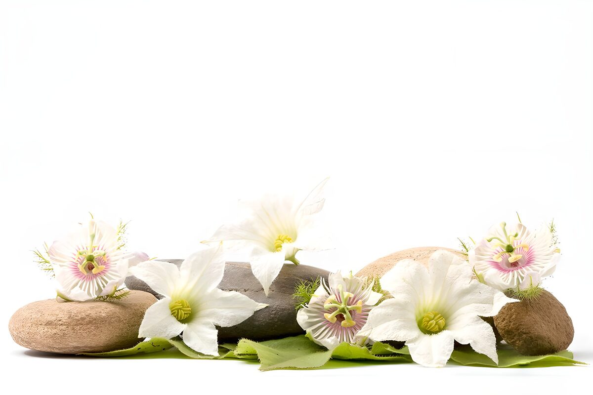 White flowers and stones in soft light