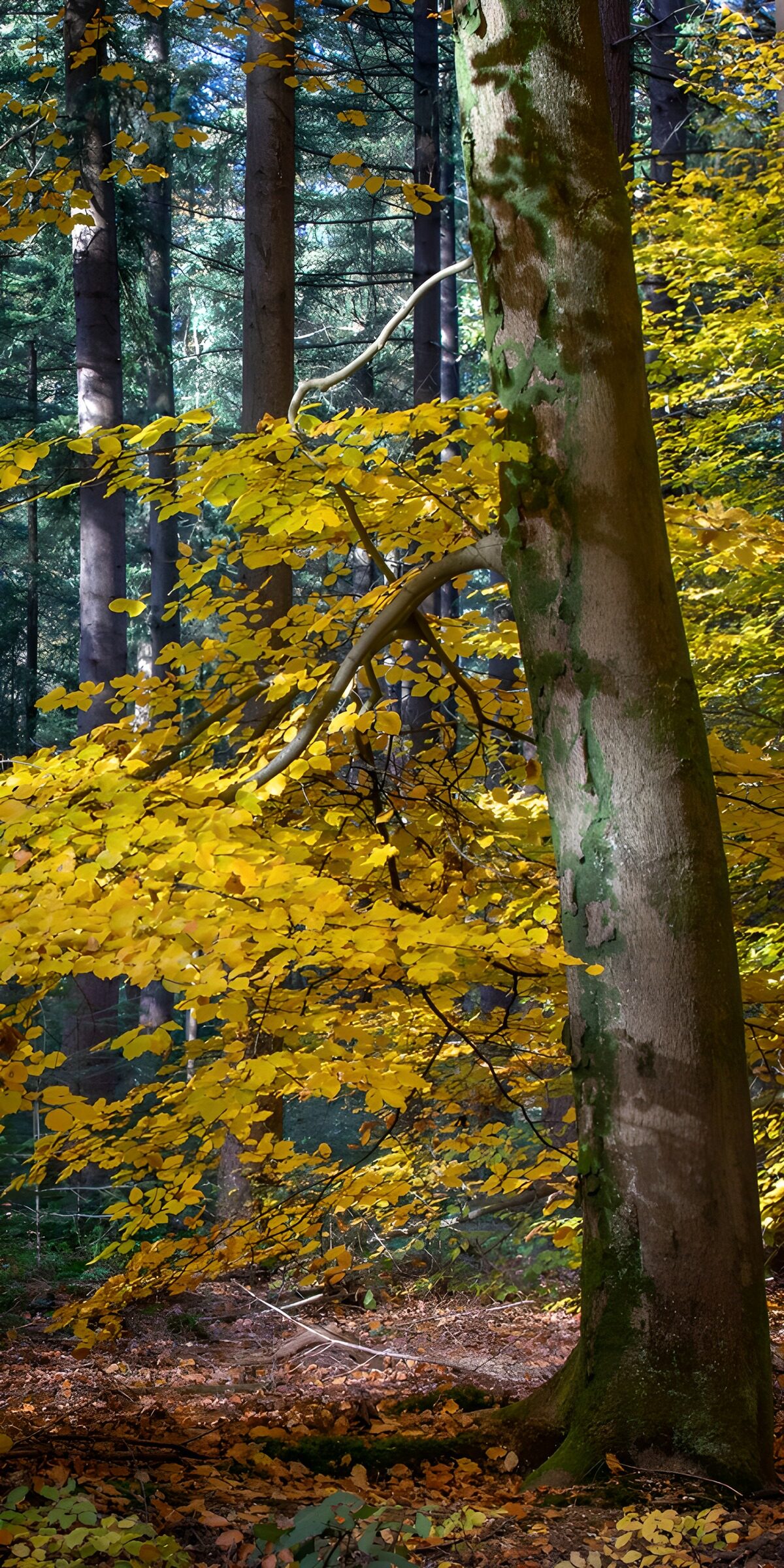 Yellow autumn leaves in woodland shade