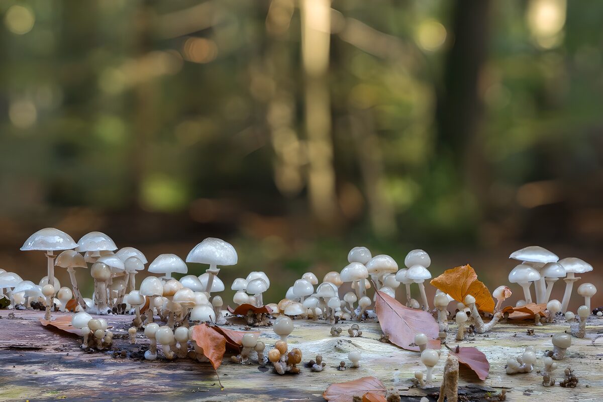 White mushrooms in dappled woodland light