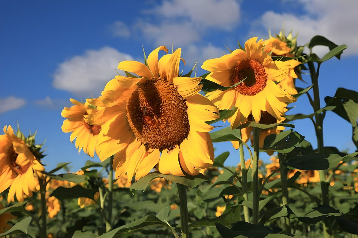 Sunflowers beneath a bright blue sky