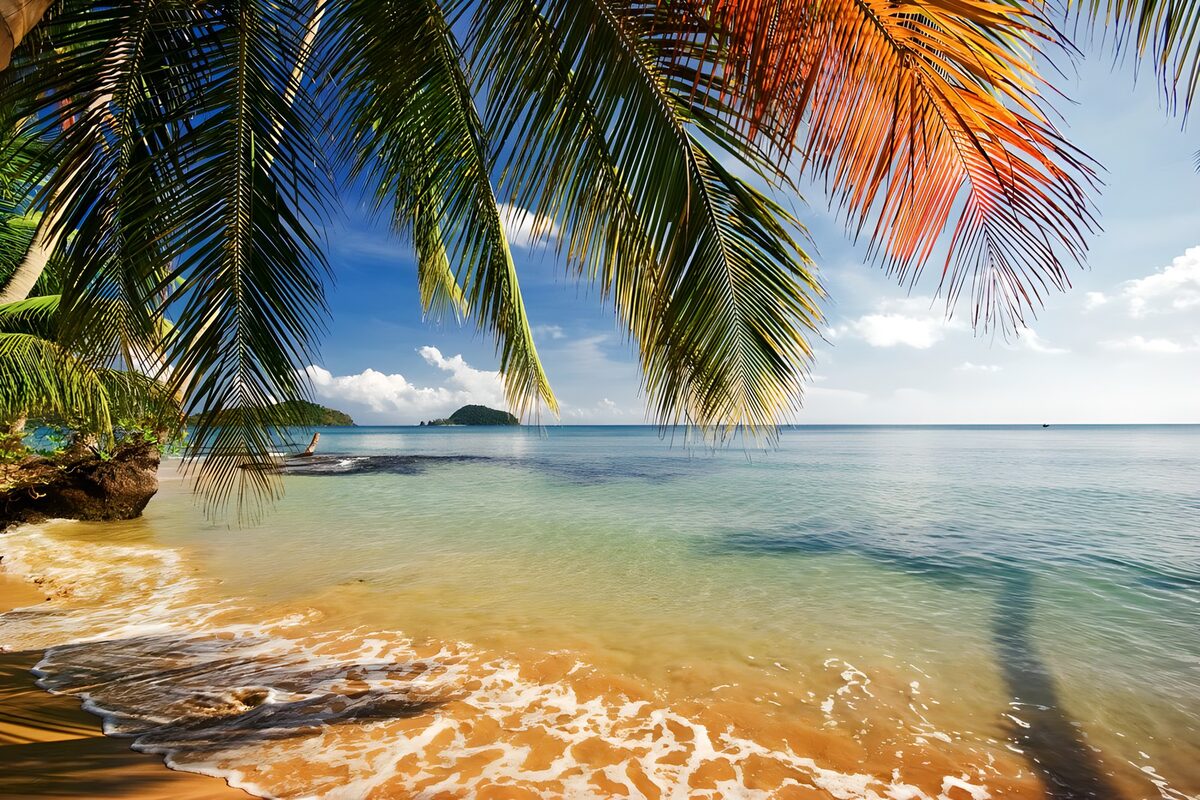 Where palm shadows meet turquoise waves