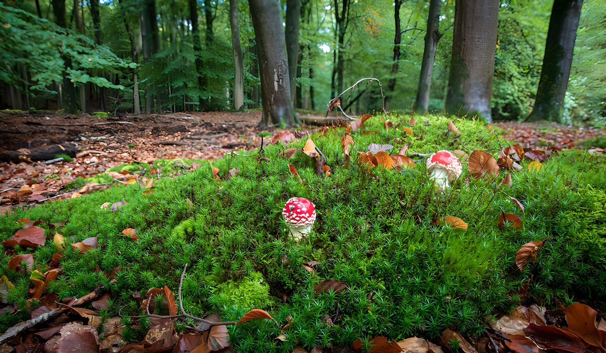 Two fly agarics in soft woodland moss