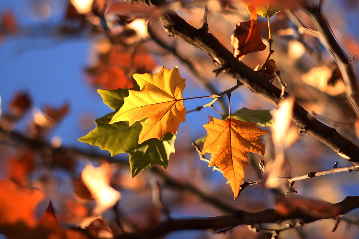 Sunlit yellow and orange autumn leaves