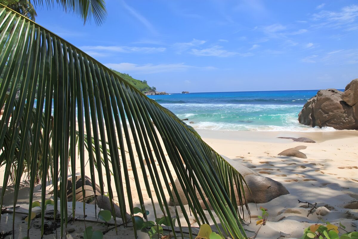 Palm shade on a sunlit tropical beach