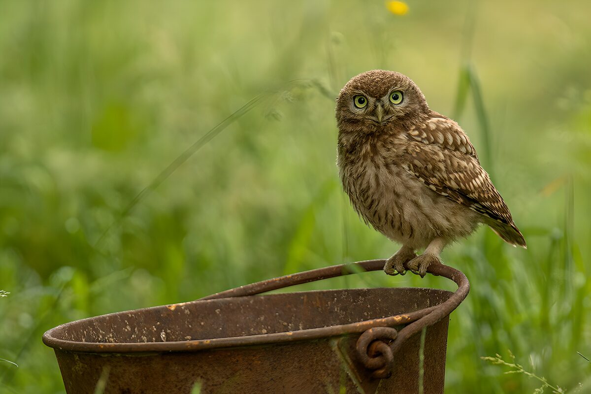 Watchful little owl on a rusty bucket