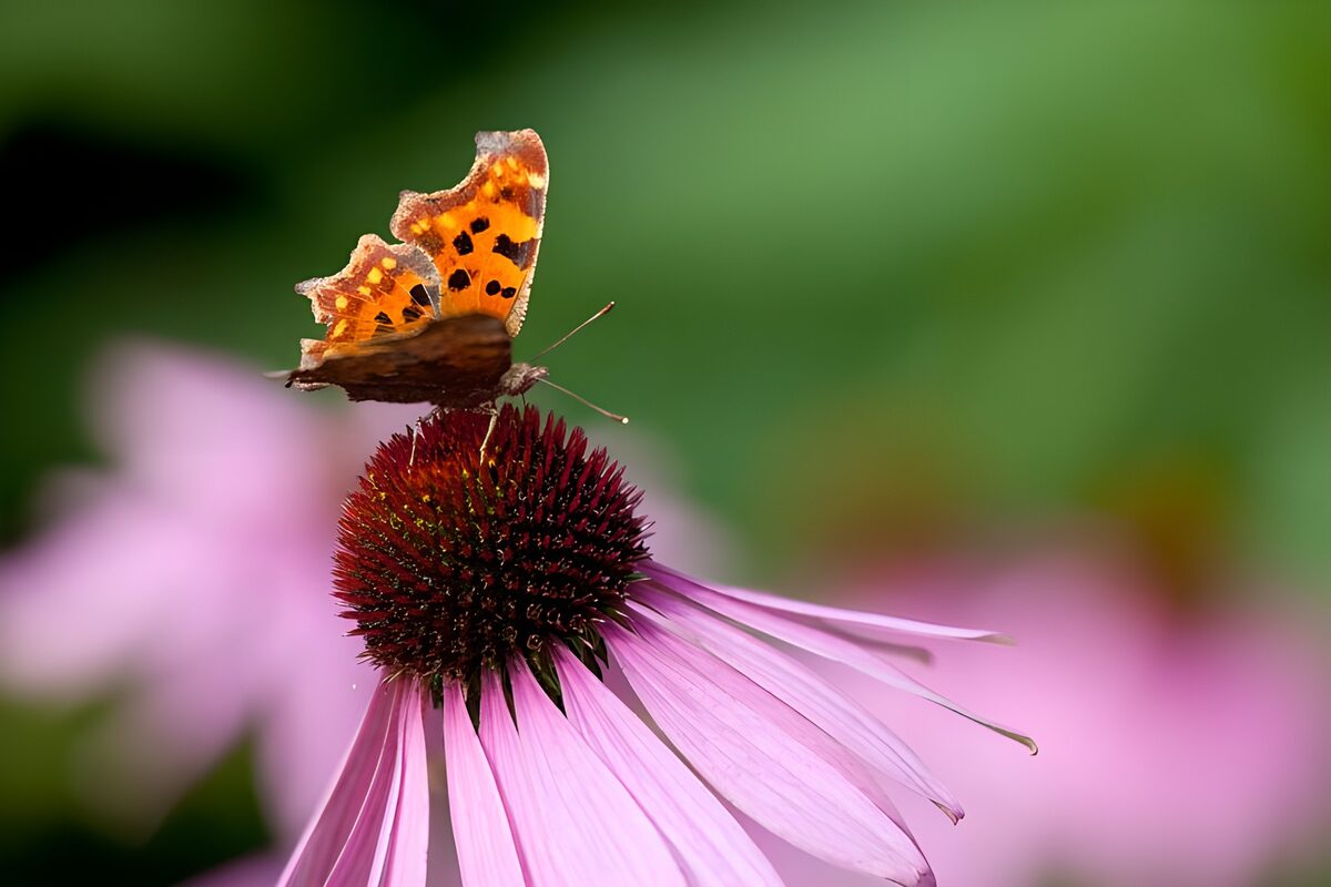 Orange butterfly on a sunlit pink coneflower