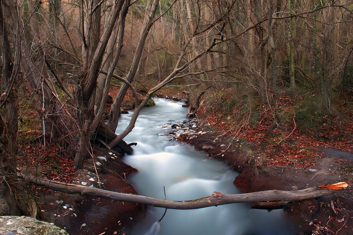 Woodland stream beneath bare branches