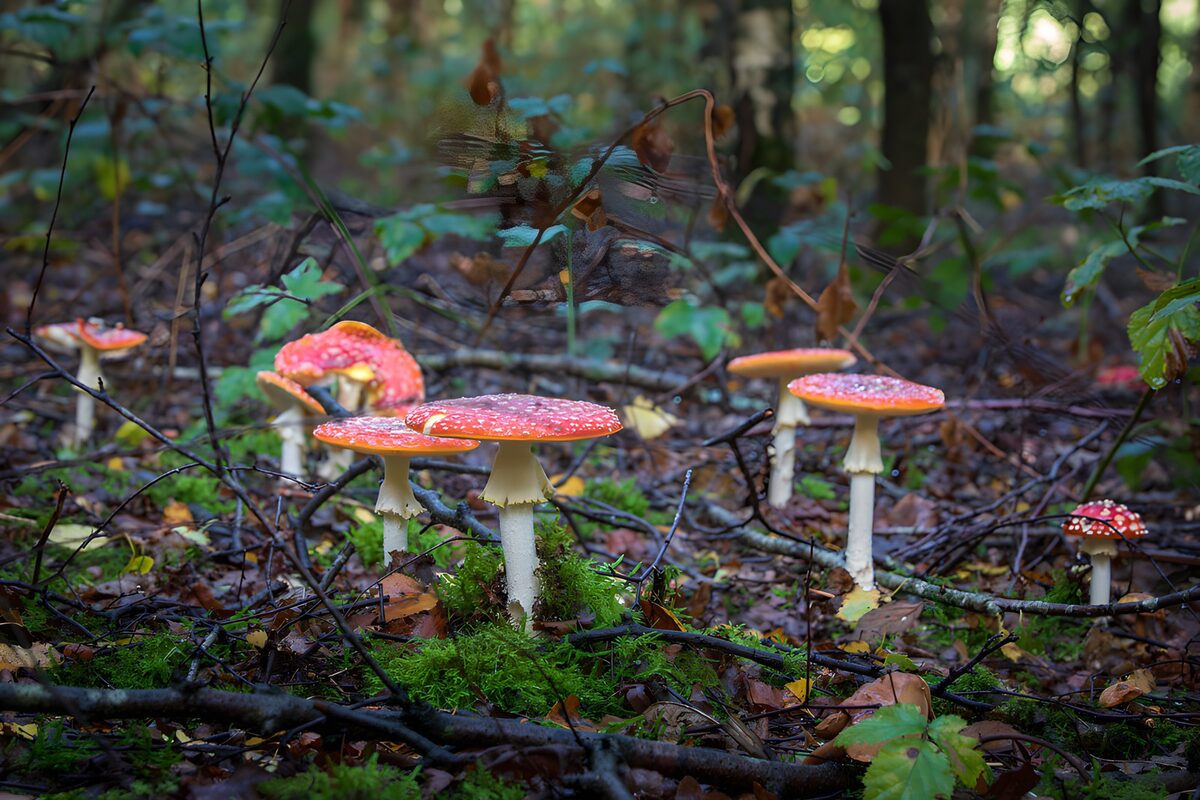Fly agarics on a lush mossy woodland floor