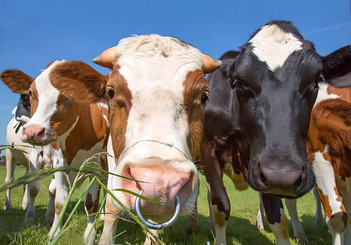Curious cattle in a sunlit pasture