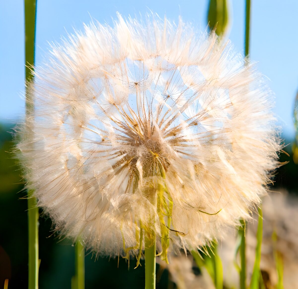 Sunlit seed head in soft white