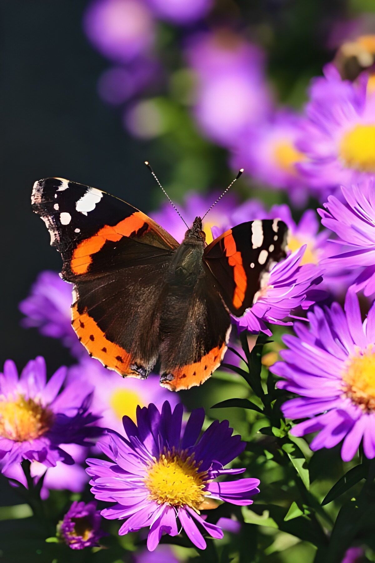 Butterfly on sunlit purple asters