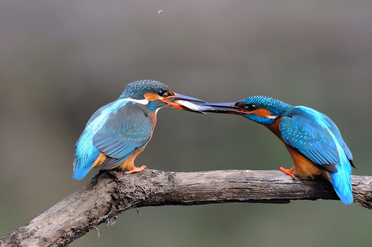 Two kingfishers sharing a fish