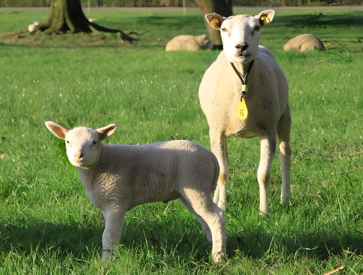 Lamb and sheep in a sunlit pasture