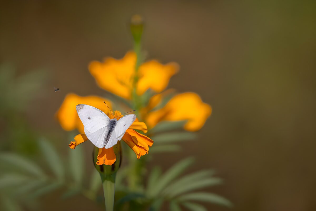 White butterfly on a warm orange bloom