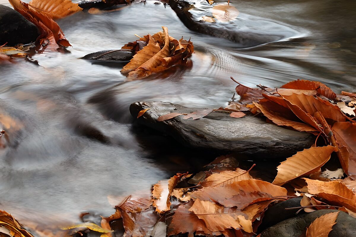 Autumn leaves in a silver-grey stream