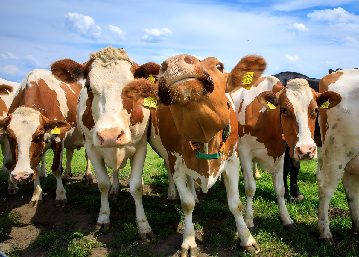 Cows beneath a cloud-dappled sky