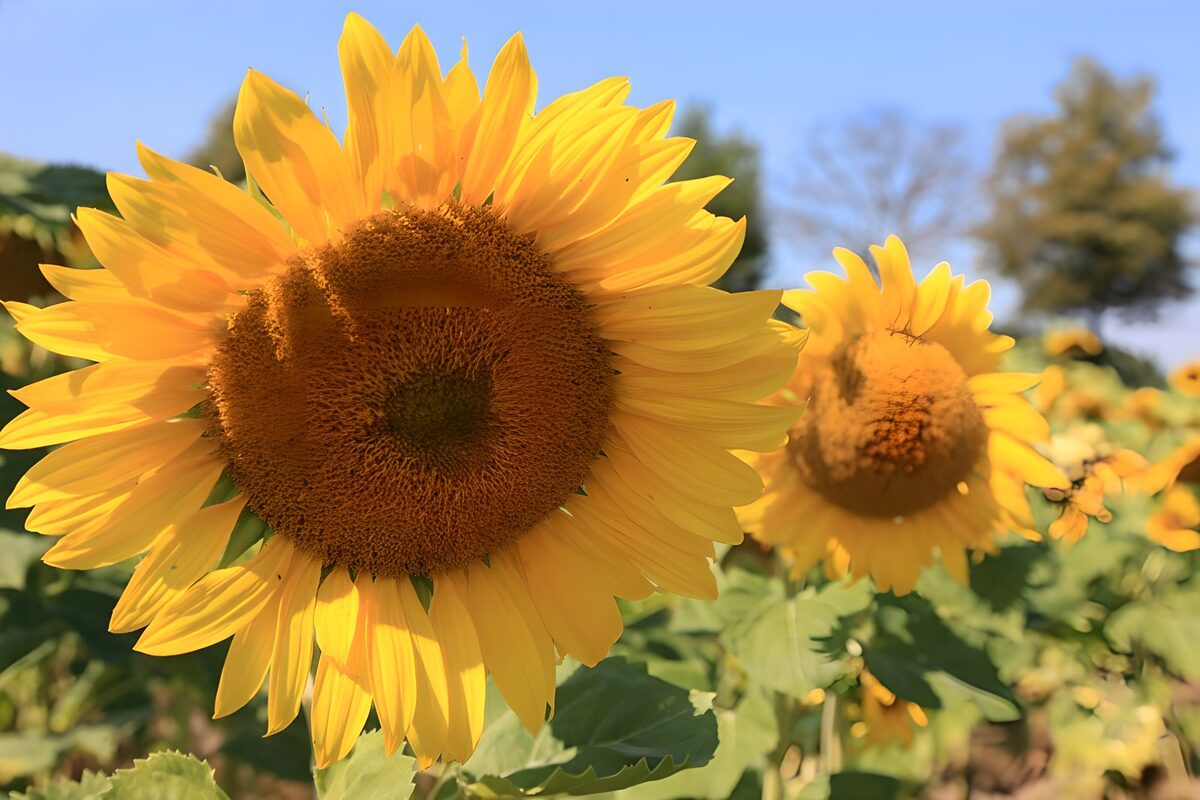 Sunflowers in warm sunlight
