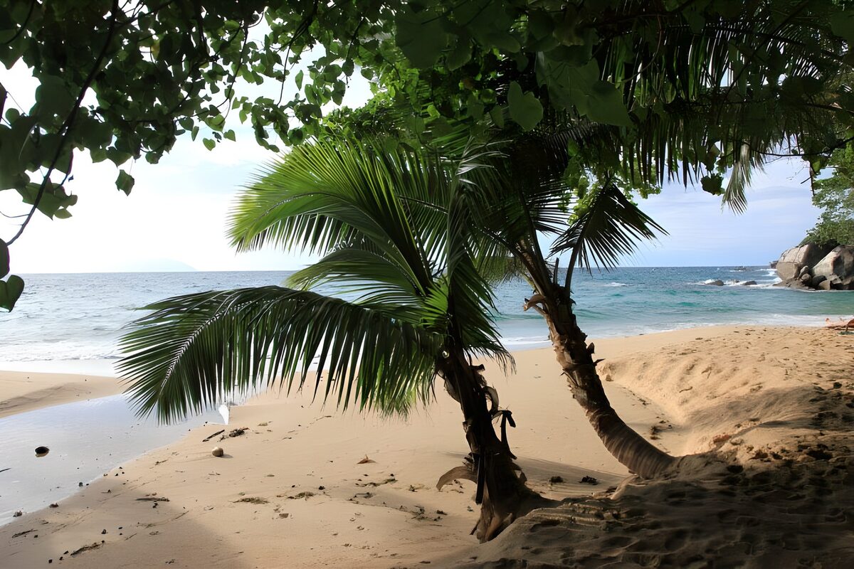 Where palms lean towards the blue sea