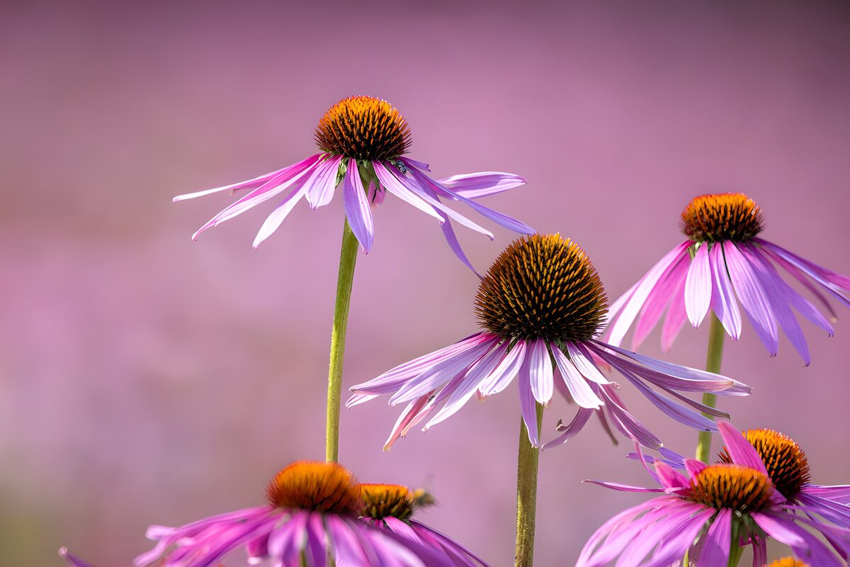 Purple coneflowers in soft summer light