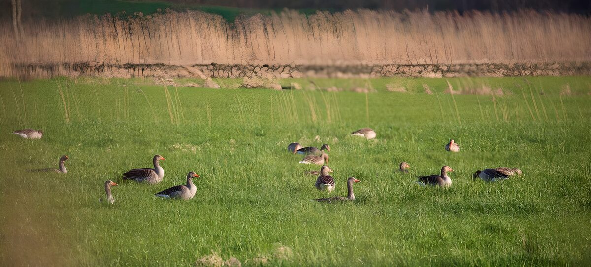 Geese grazing in a sunlit meadow